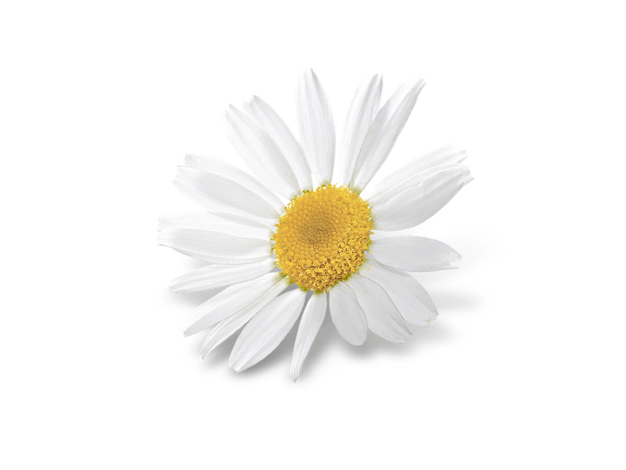 chamomile