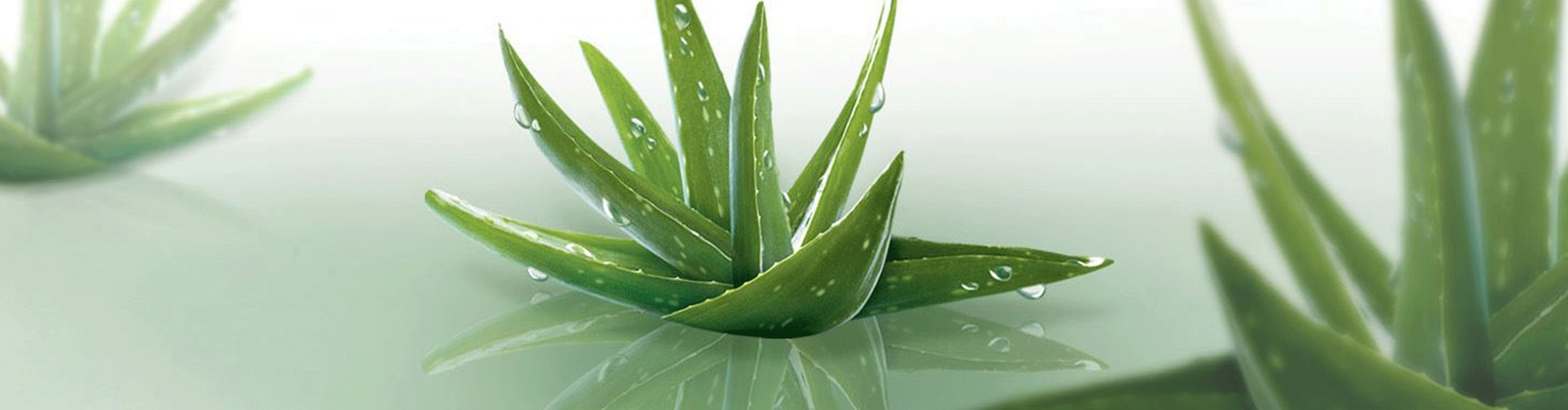 Ingredient - Aloe Vera