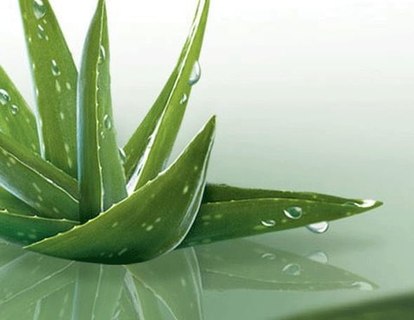 Ingredient - Aloe Vera