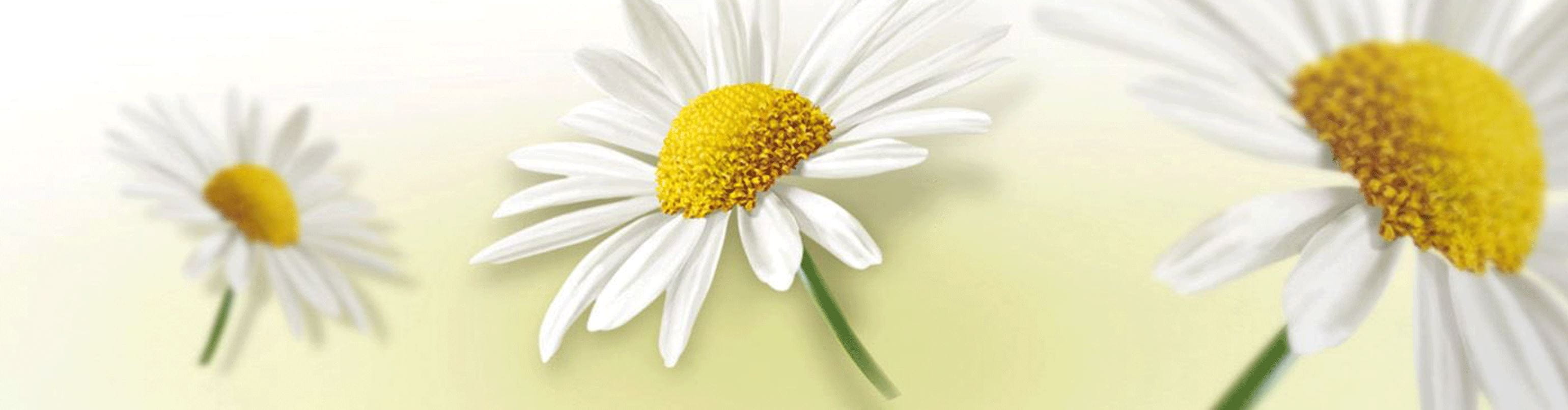 Ingredient - Chamomile