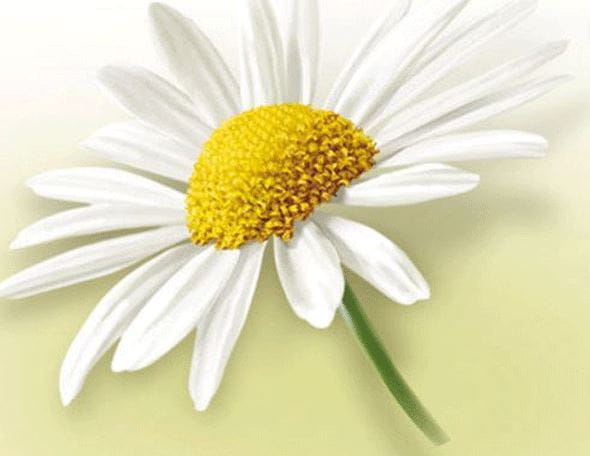 Ingredient - Chamomile