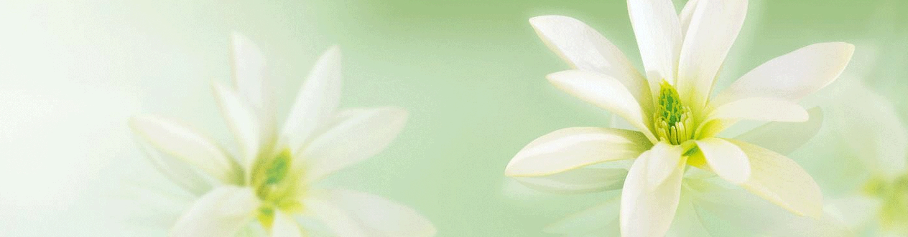 Ingredient - Magnolia Extract