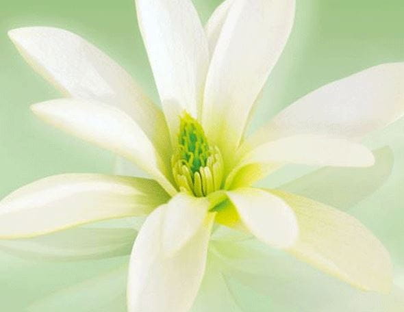 Ingredient - Magnolia Extract