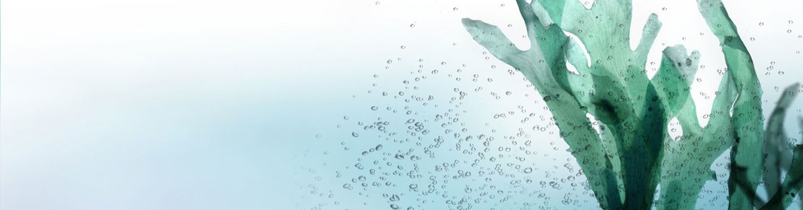 Ingredient - Ocean Algae