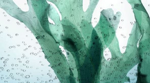 Ingredient - Ocean Algae