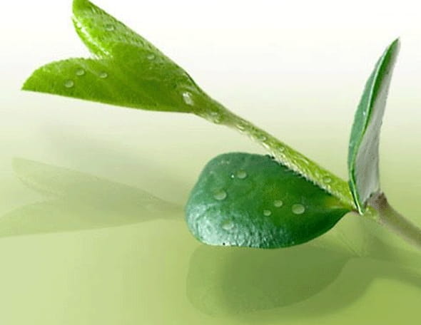 Ingredient - Soy Extract