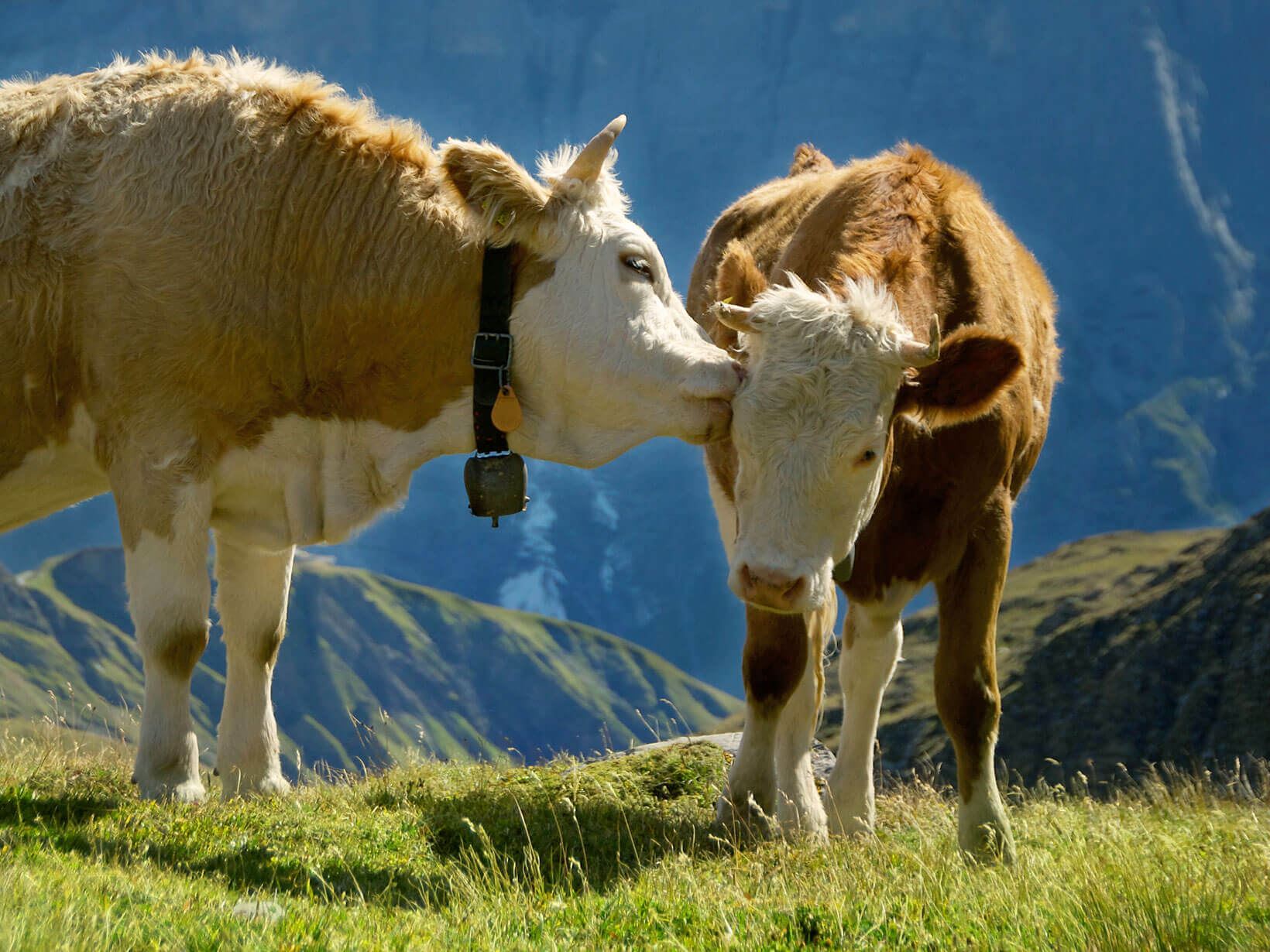 Les traditions en montagne: la vie dans les alpages