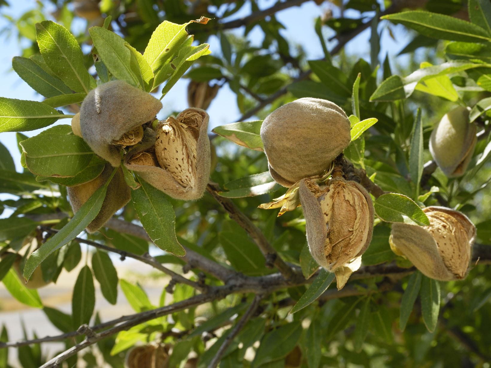 Mandeln am Baum