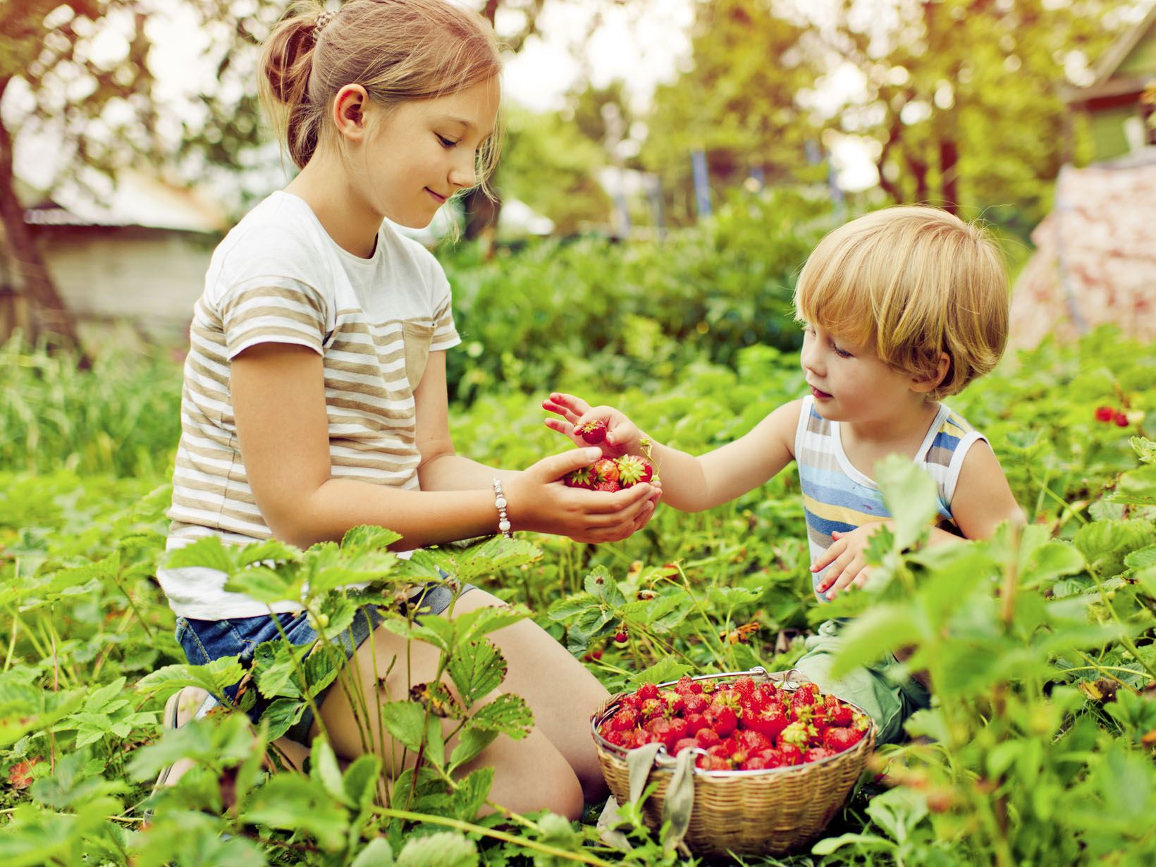 bucket-list-erdbeeren