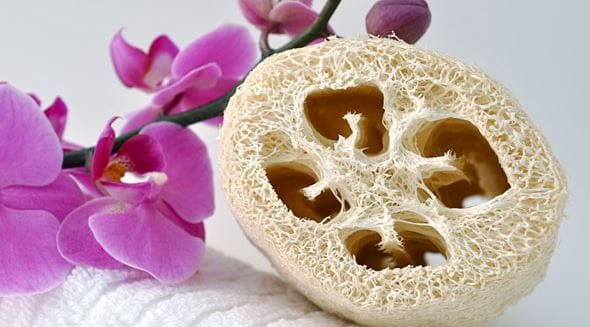 luffaschwamm-thumbnailbild