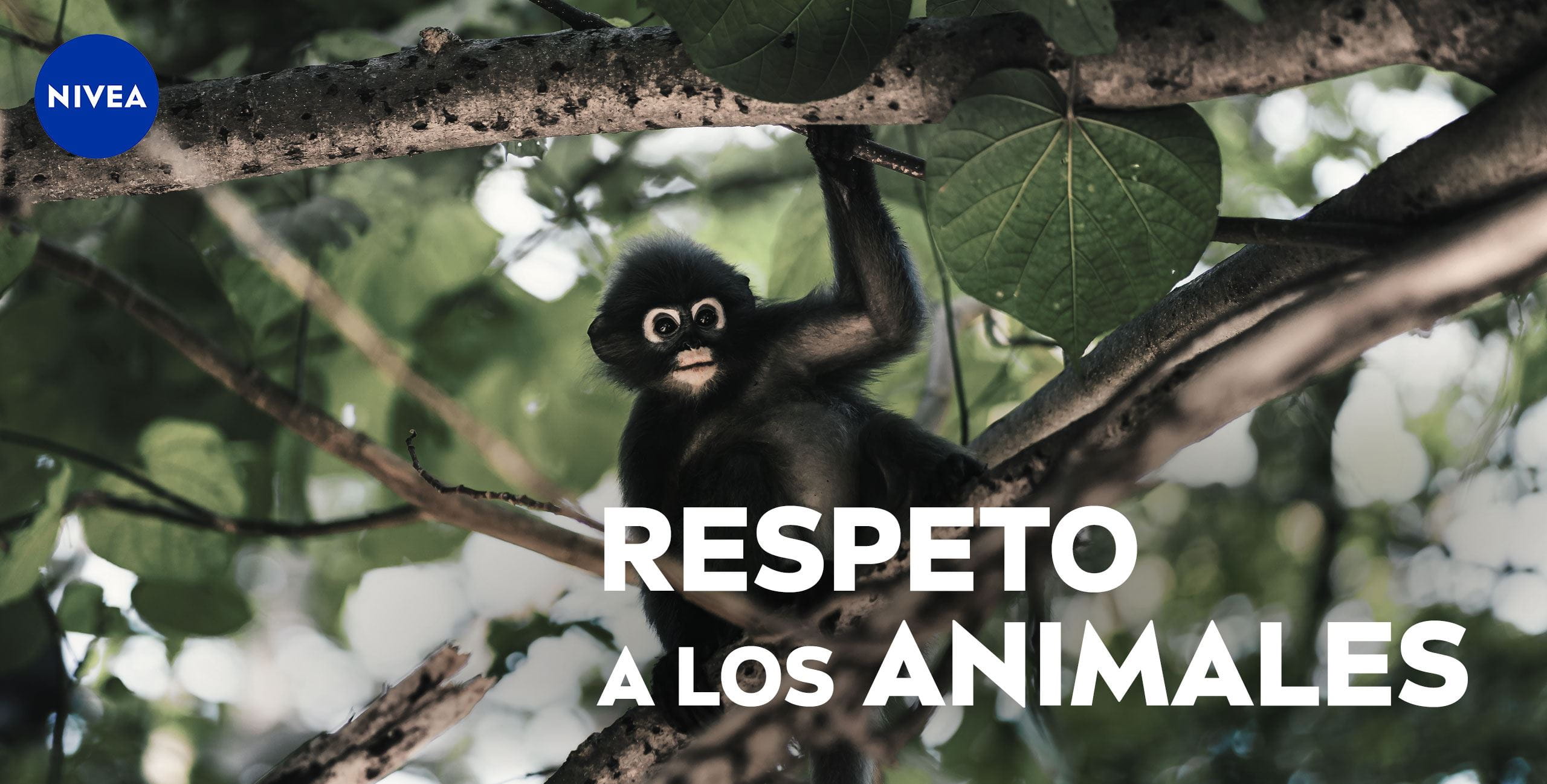 respecting animals