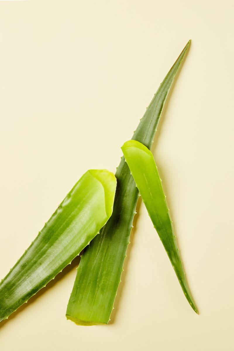 aloe vera