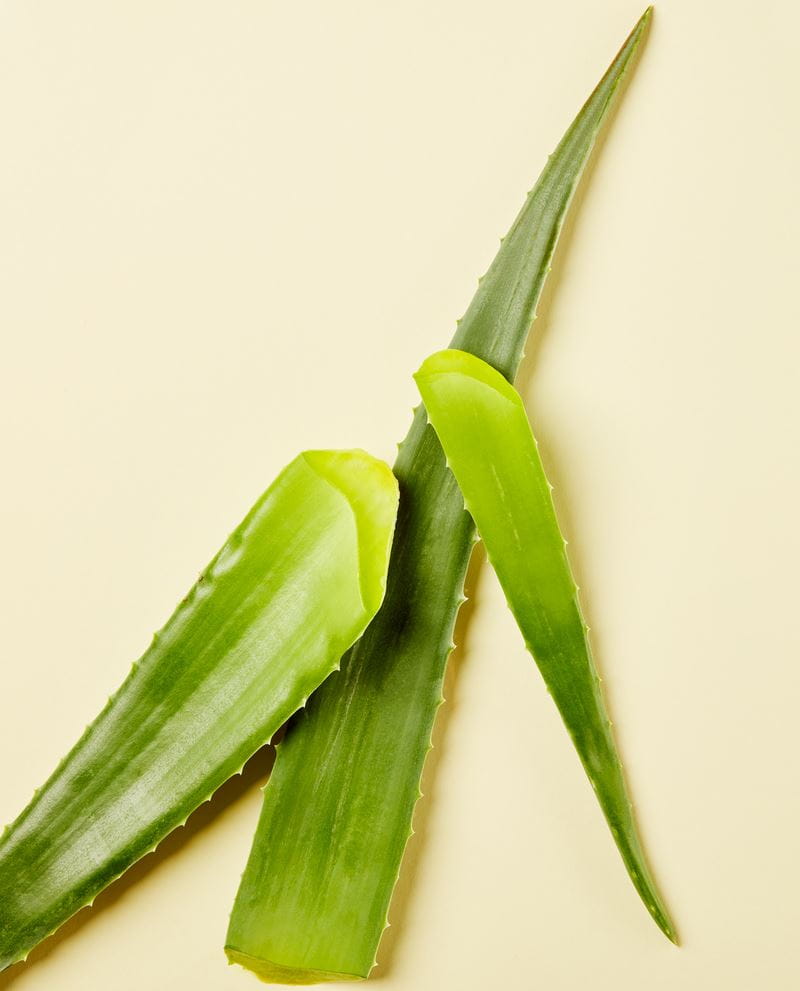 aloe vera