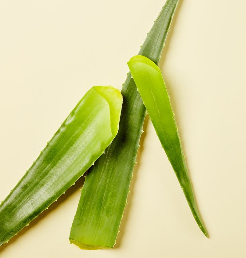 aloe vera