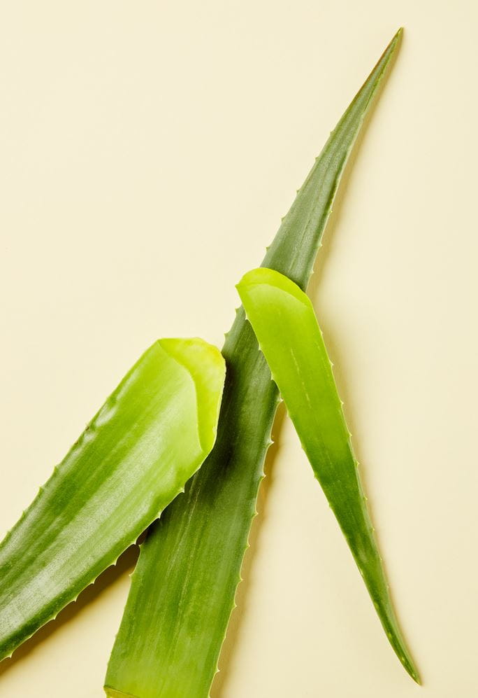 Aloe vera
