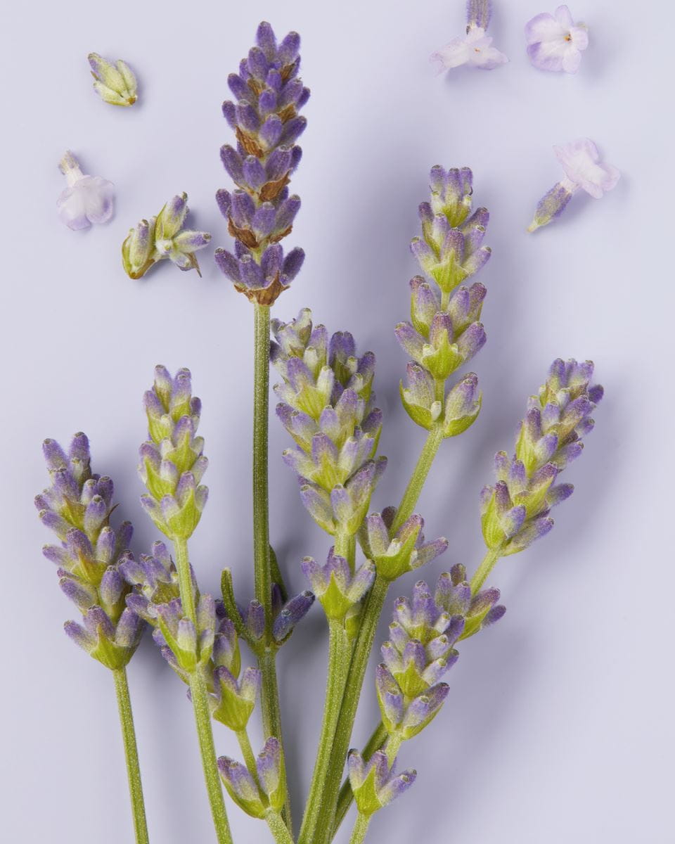 lavendel