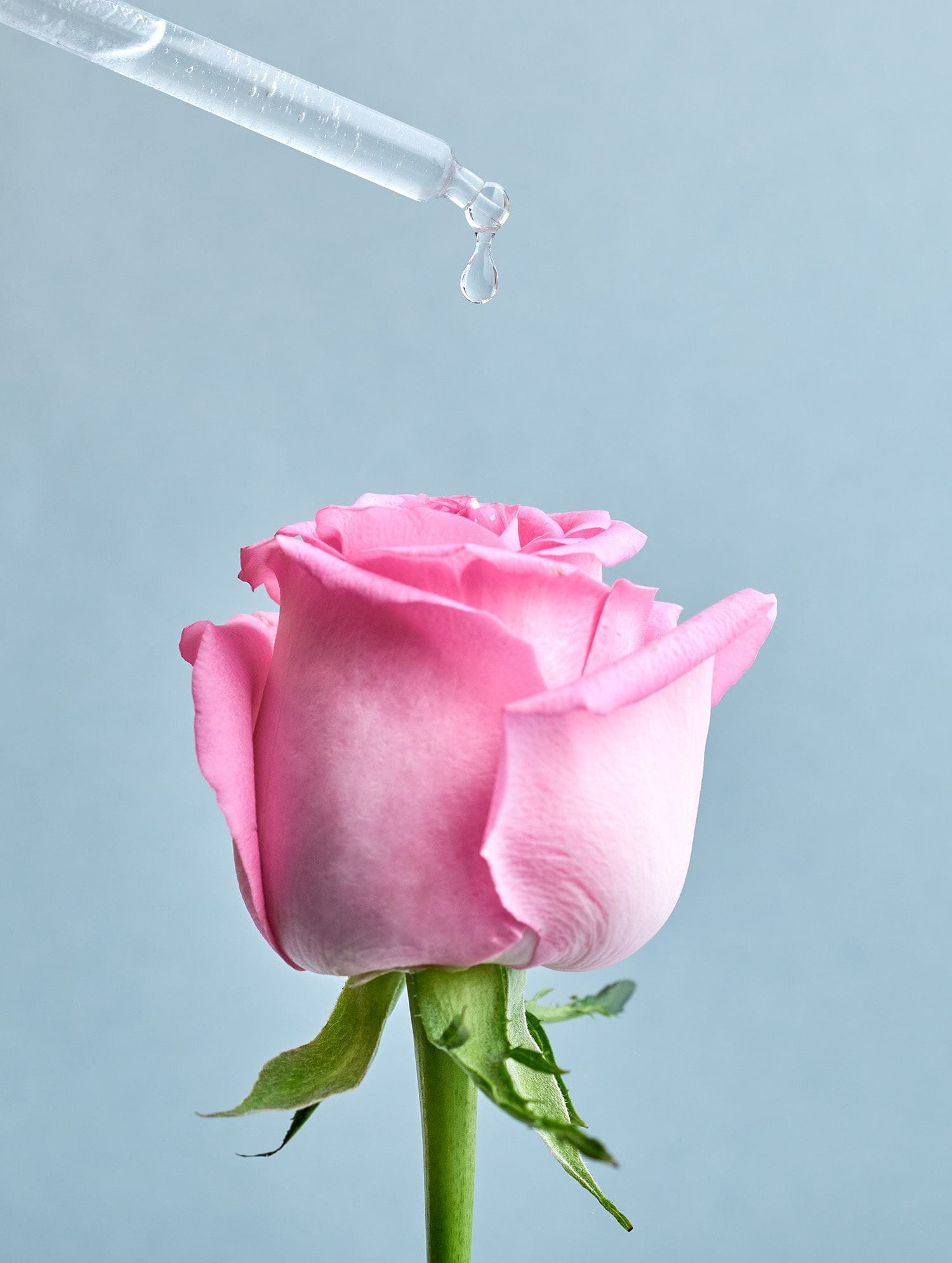 rose oil image
