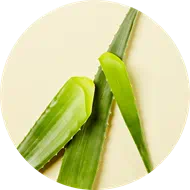 aloe