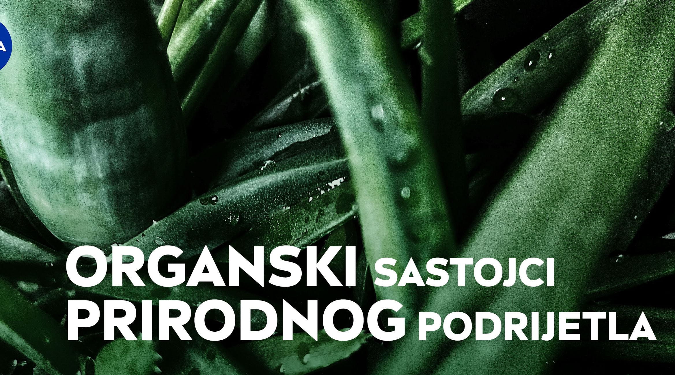 Ženska ruka drži rastuću biljku.