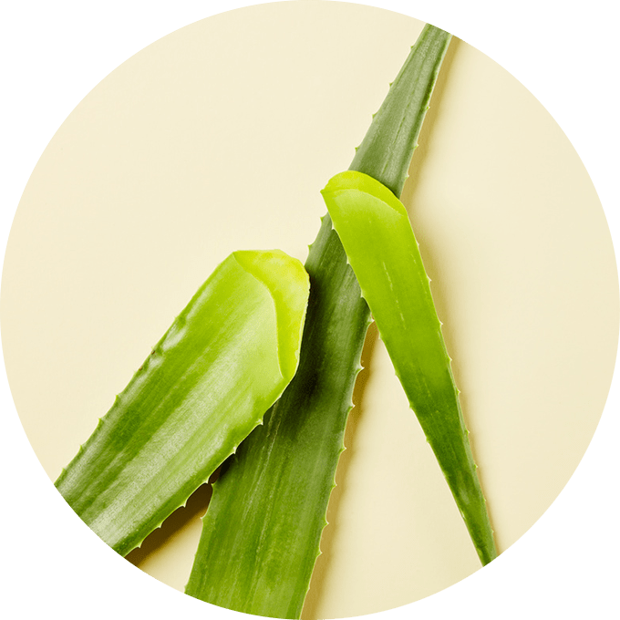 aloe-vera