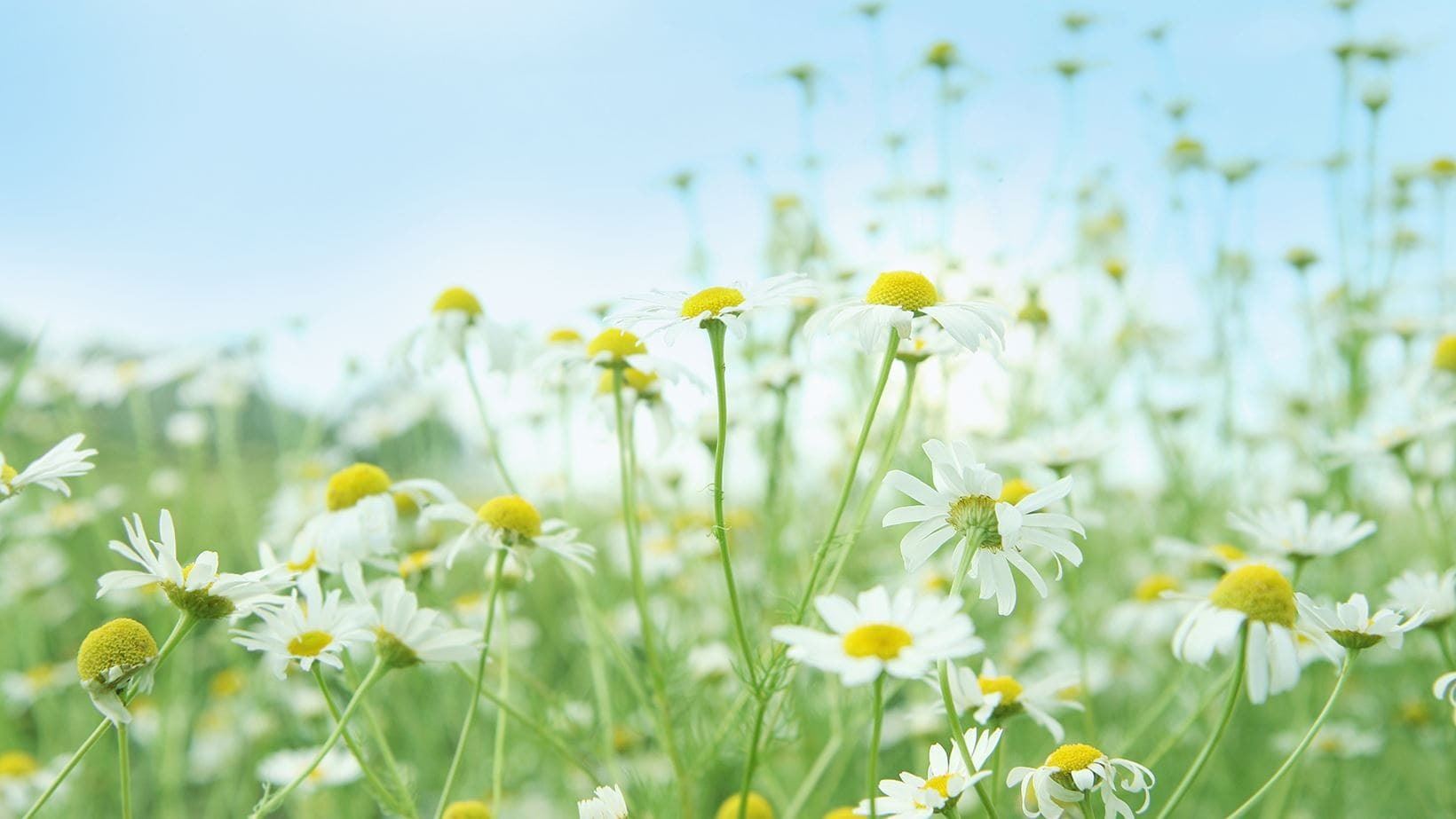 Chamomile flower's benefits for skin