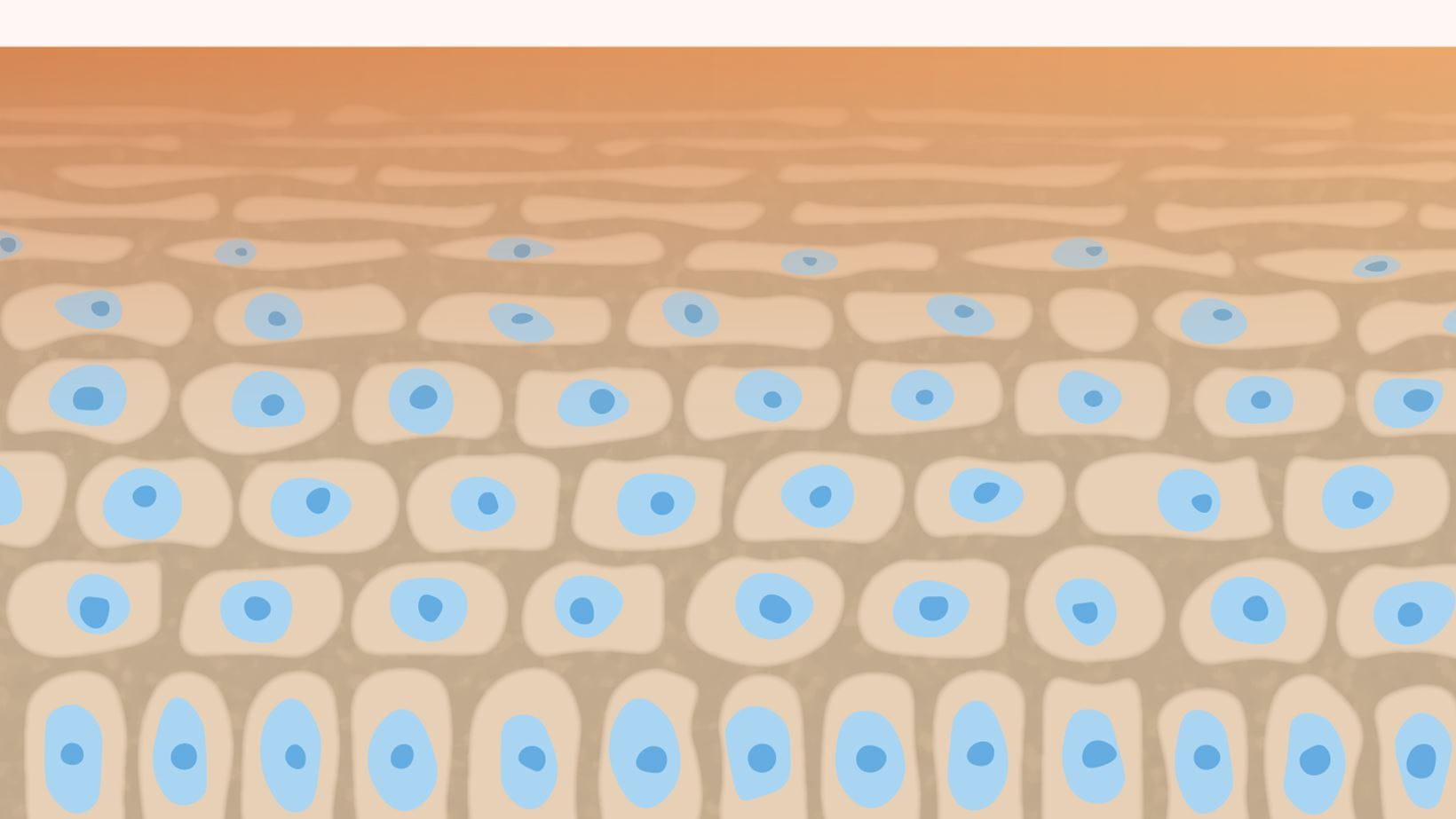 self tanning skin cells