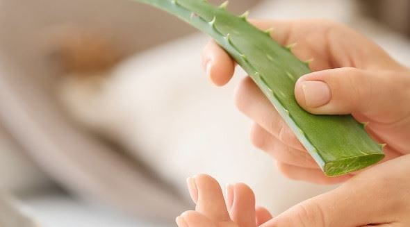aloes