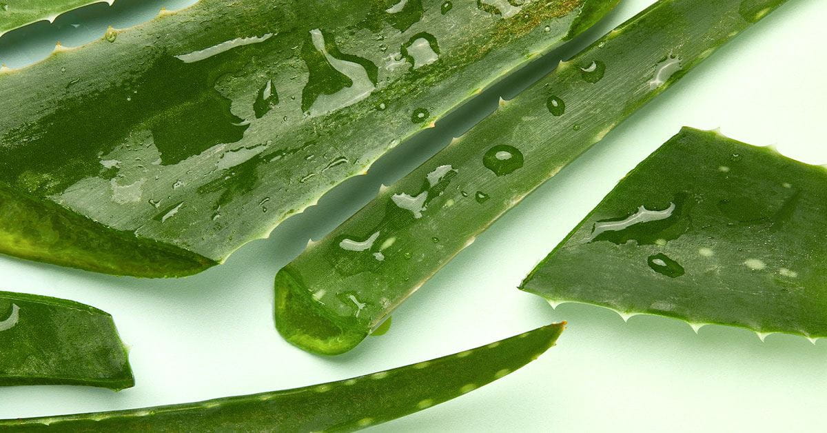Aloe Vera
