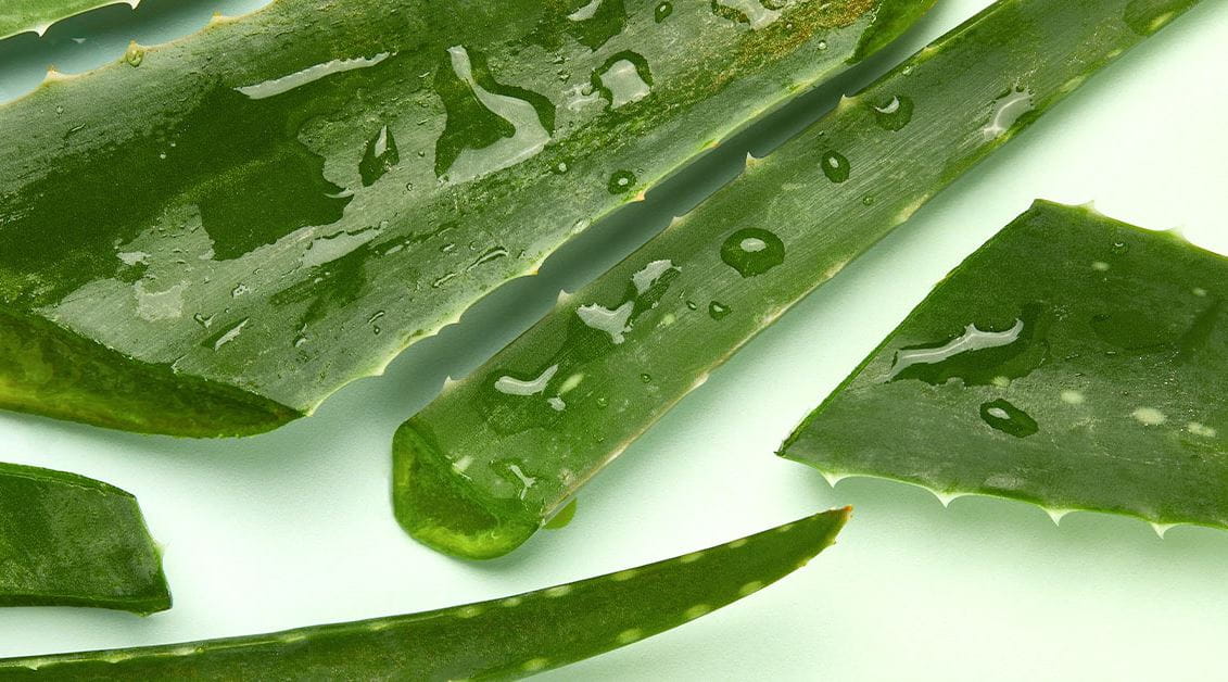 Aloe Vera