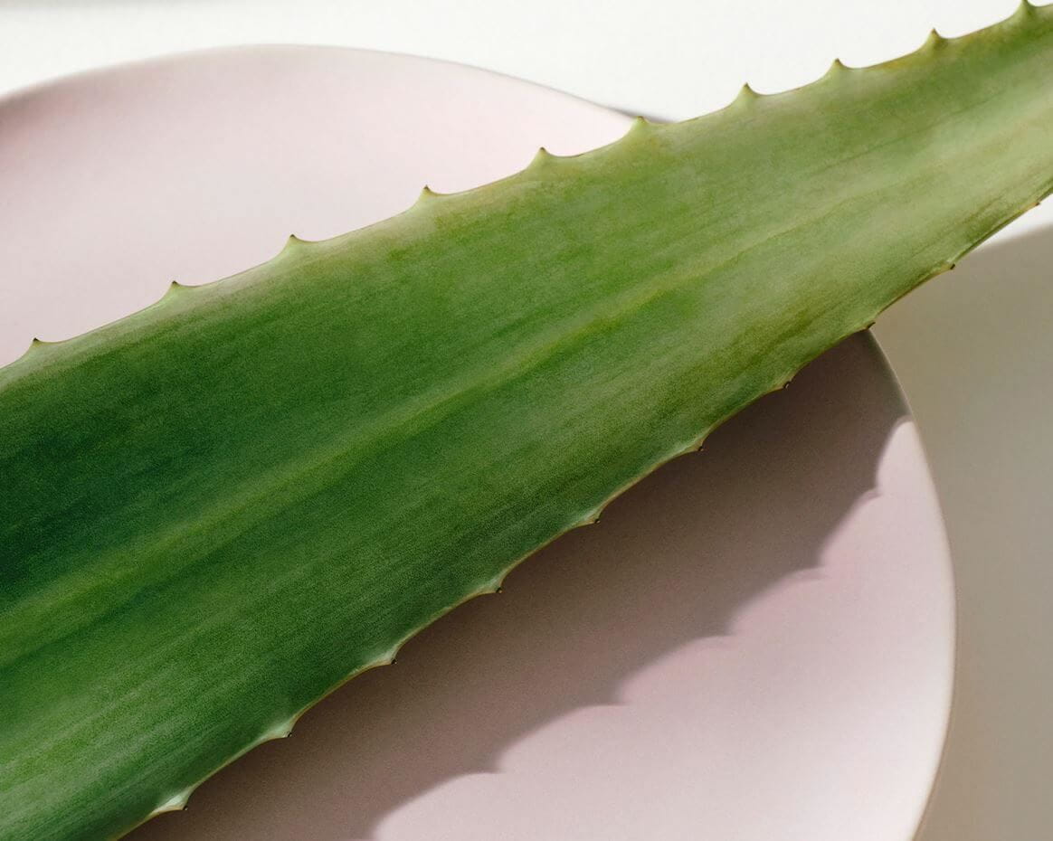 aloe vera