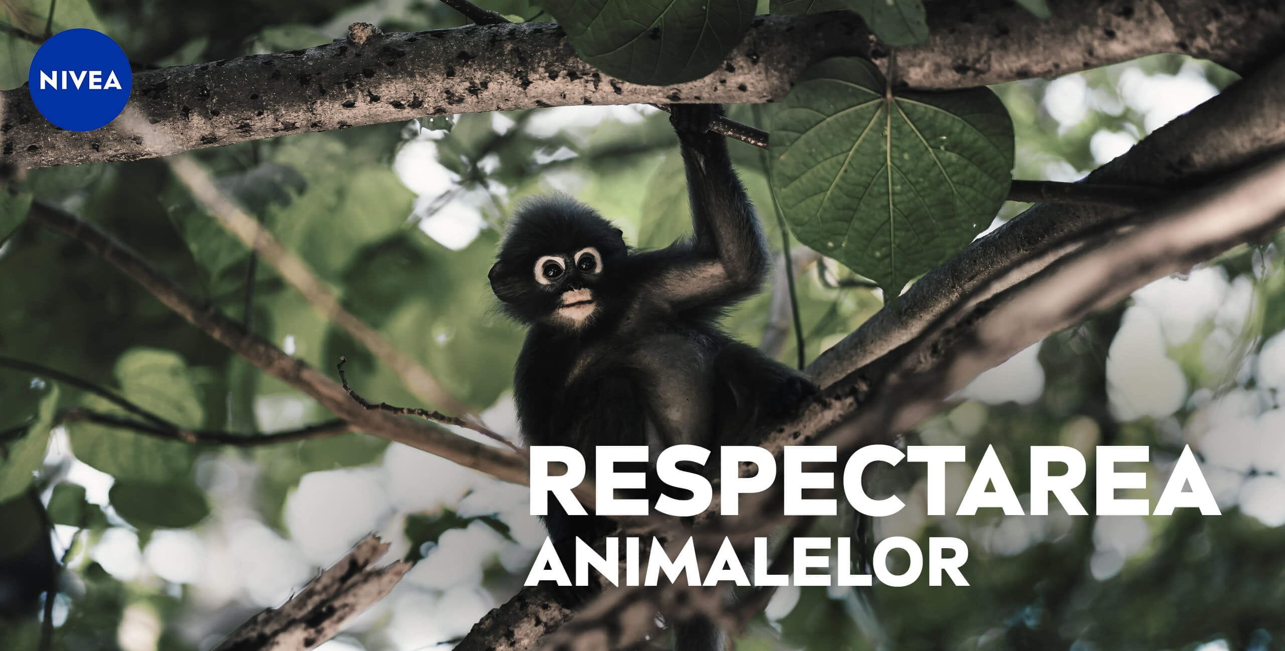 respecting animals