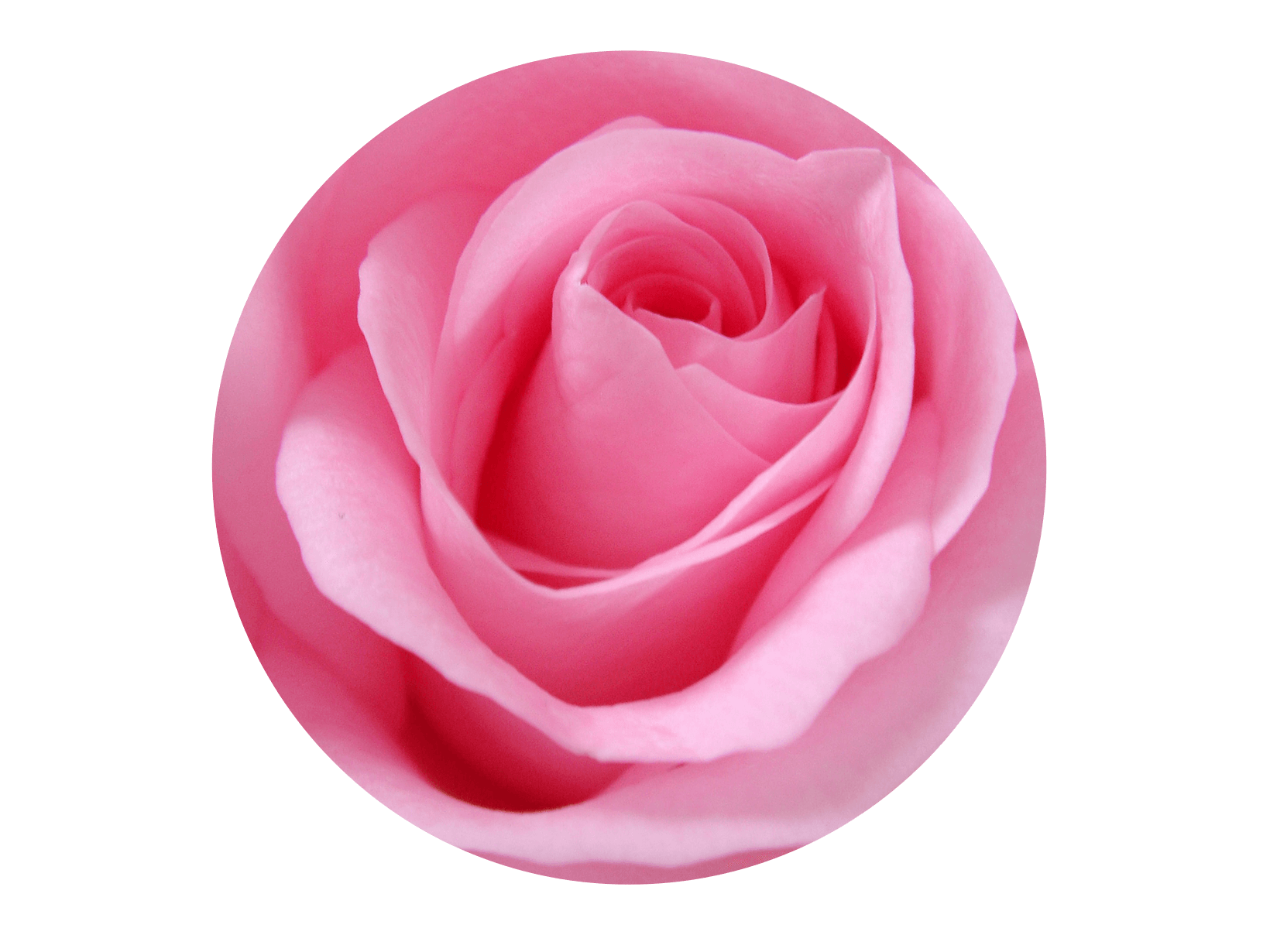 micellair-rose