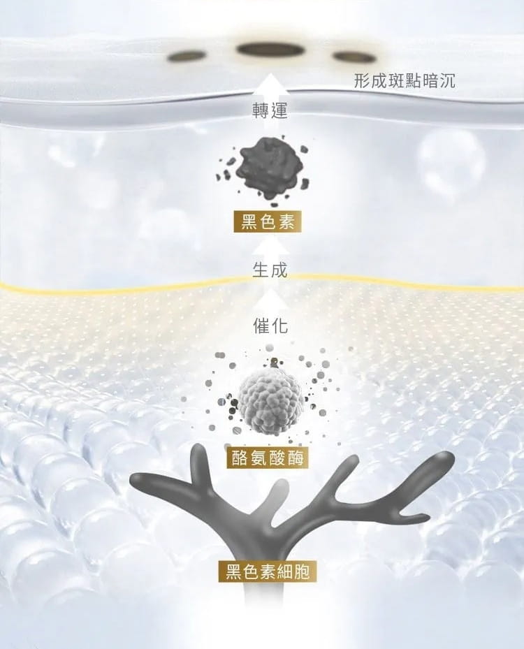 黑色素生成機制流程圖