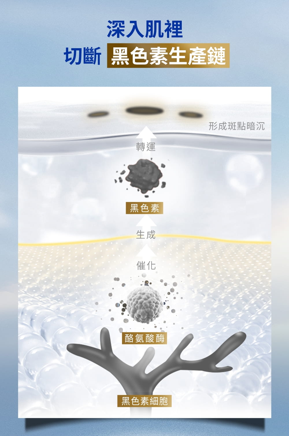 能深入肌裡，切斷黑色素生產鏈